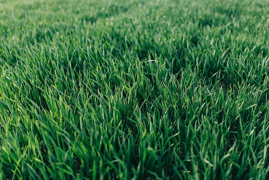 close up of some blades of grass