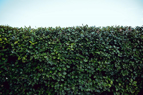 Clean looking hedge with a level top