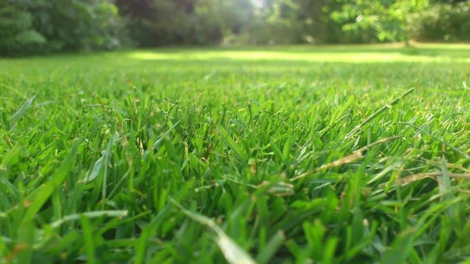Crispy green grass. Close up