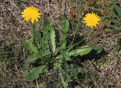 Close-up photo of catsear weed leaves, featuring distinctive serrated edges and a yellow flower at its center.