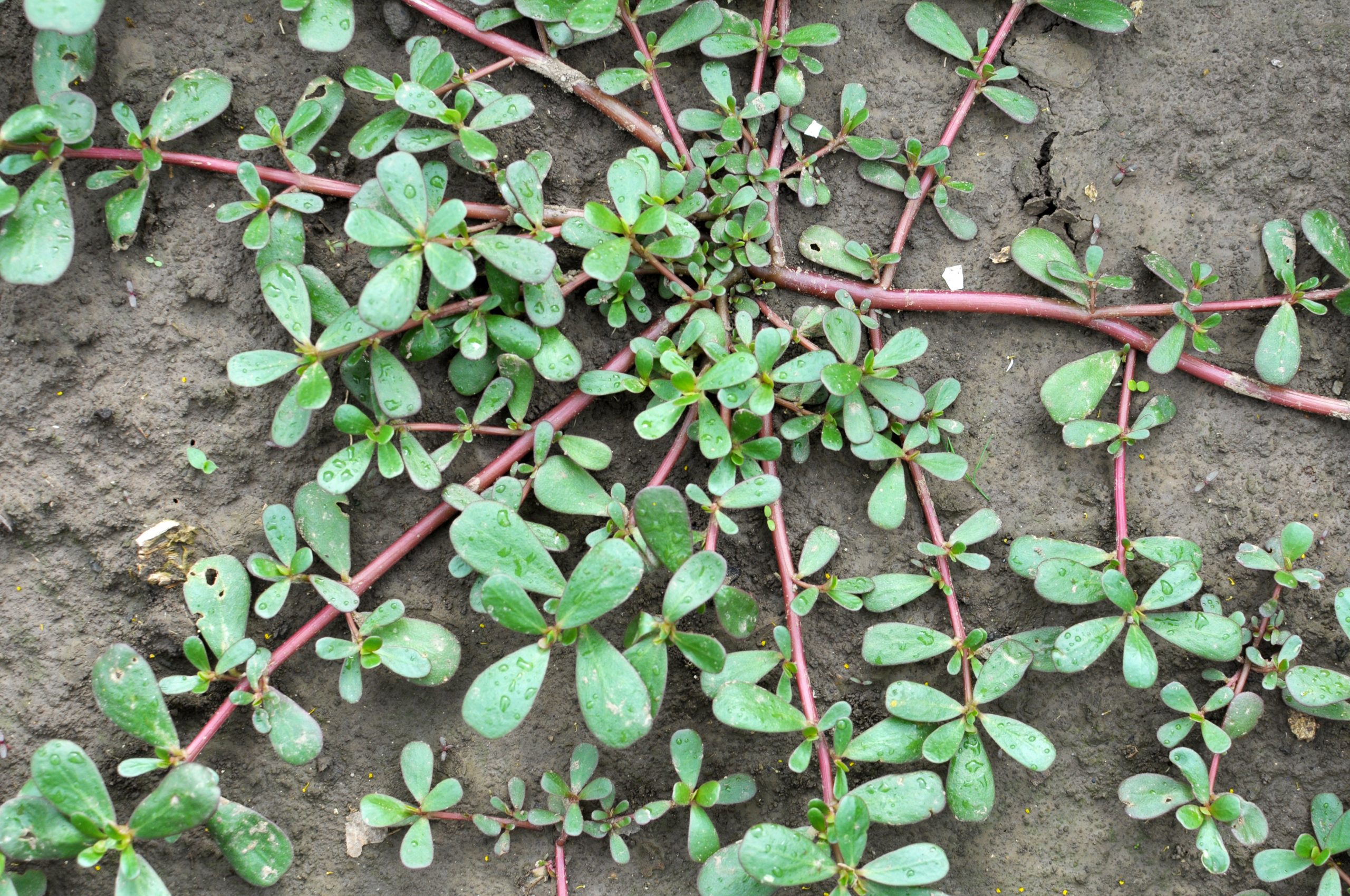 Purslane Weed, red stems crawling along ground with a rounded green leaves