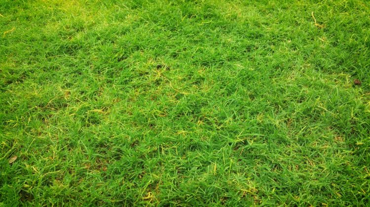 Green lawn with dying parts