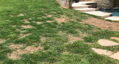 green grass that is patchy from dog urine