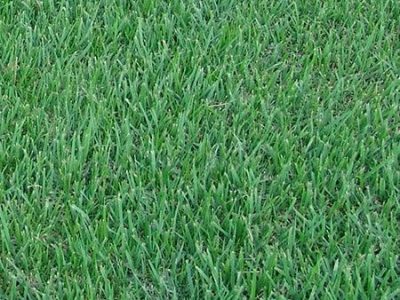 closeup of green zoysia grass
