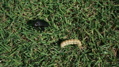 Billbugs and grubworm siting on top of some grass